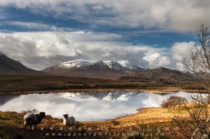 Cloverfox Connemara | Connemara | Photo Gallery - 4