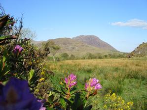 Cloverfox Connemara | Connemara | Photo Gallery - 8